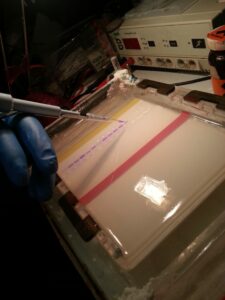 A pipette introduces purple-dyed PCR product to an agarose gel.